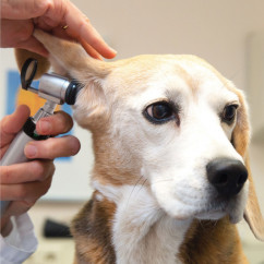 HEINE G100 LED slit illumination head Set